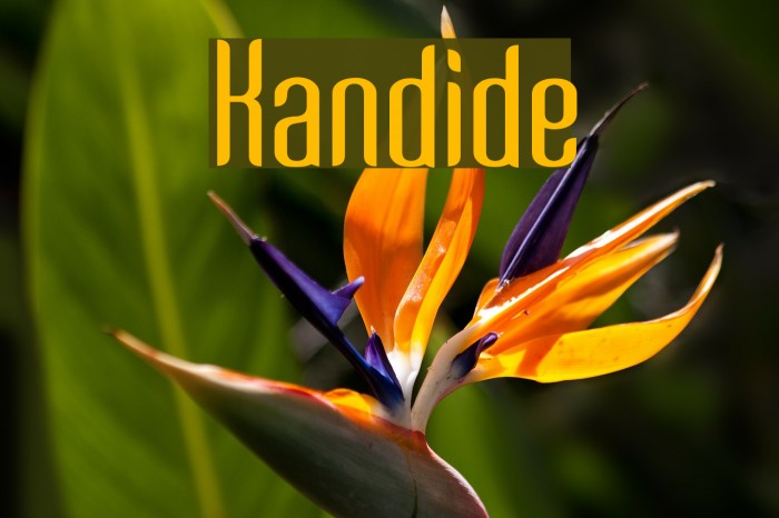 Kandide Font examples