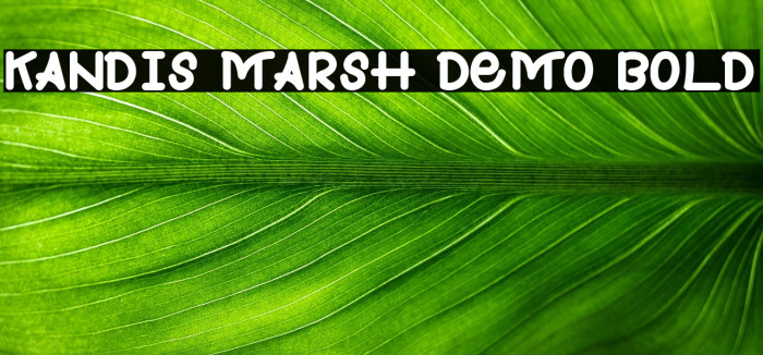 Kandis Marsh Demo Bold Example 2