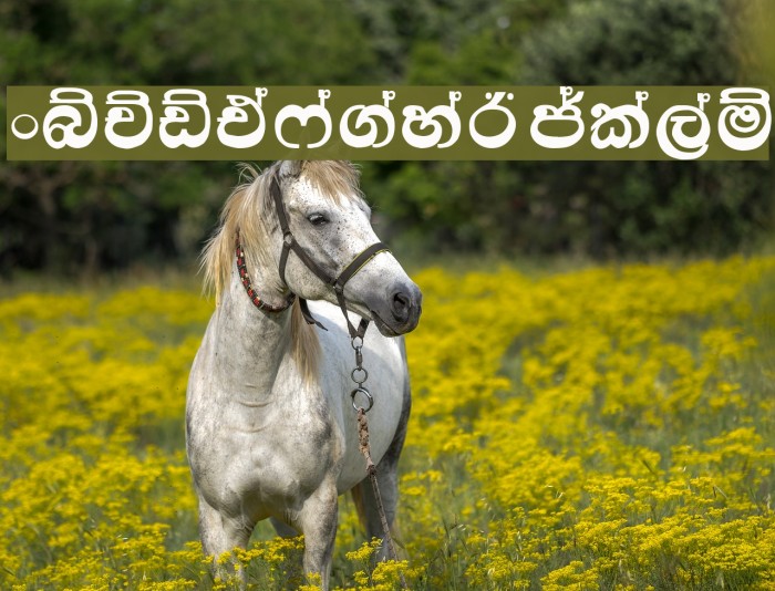 Kandy Font examples