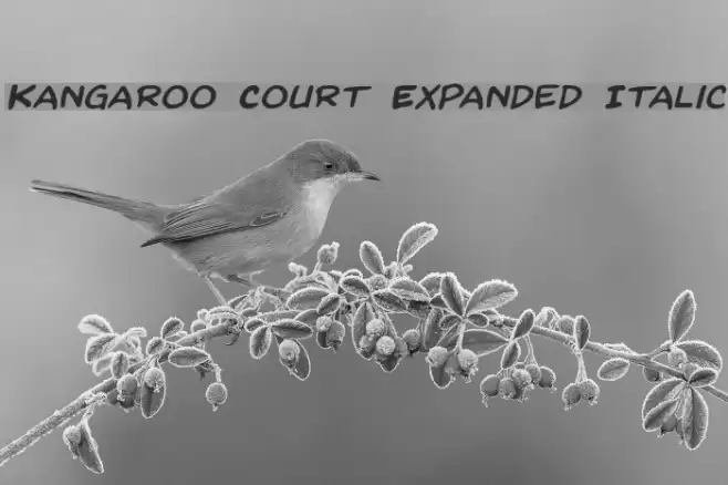 Kangaroo Court Expanded Italic Font examples