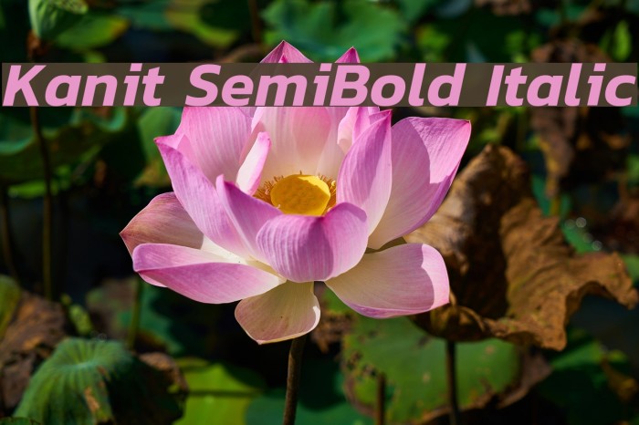 Kanit SemiBold Italic Font examples