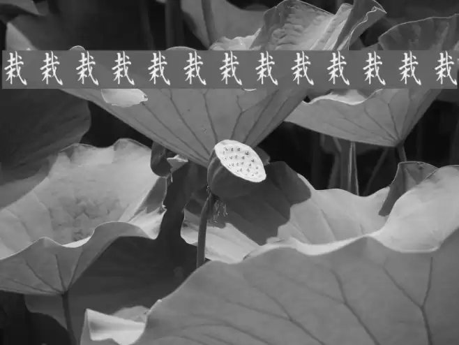 Kanji C Font examples