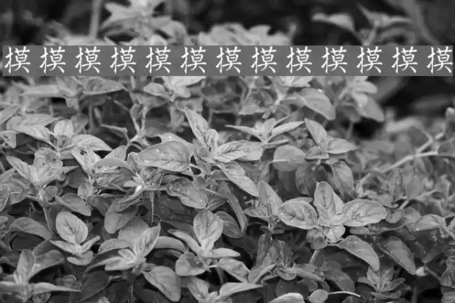 Kanji-Special Font examples