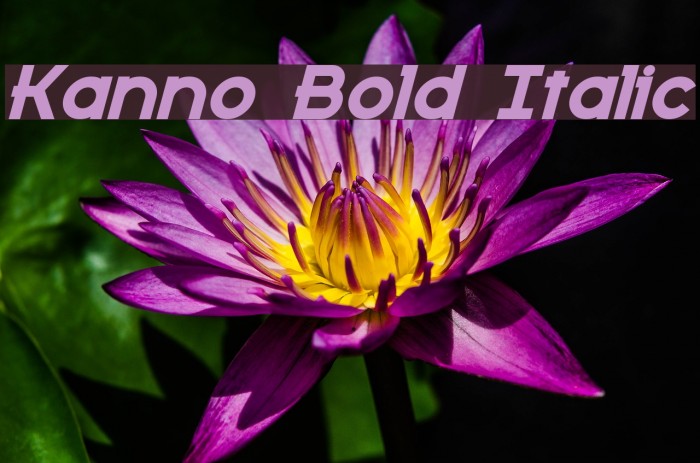 Kanno Bold Italic Font examples