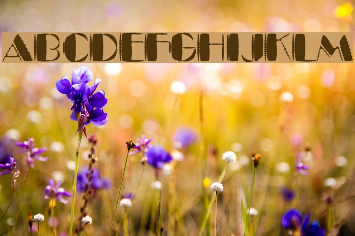 Kaptin Tribble Wound Example 3