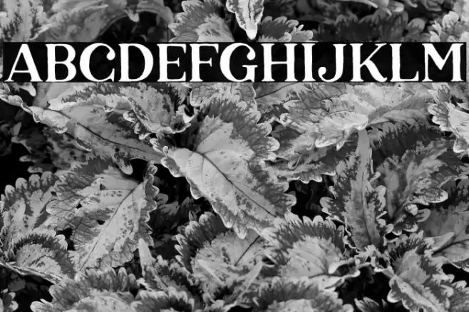 KarelleDEMO Font examples