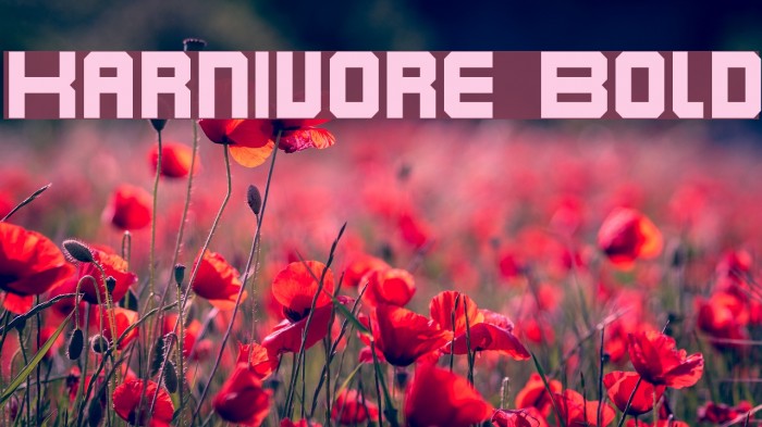 Karnivore Bold Font examples