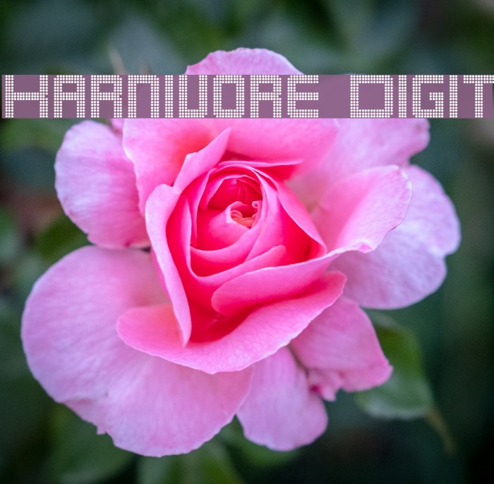 Karnivore Digit Font examples