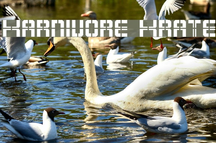 Karnivore Krate Font examples