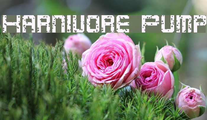 Karnivore Pump Font examples