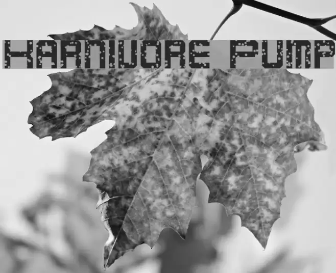 Karnivore Pump フォント examples