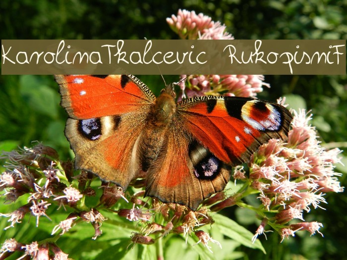 KarolinaTkalcevic RukopisniF Example 2