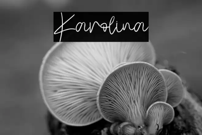 Karolina Font examples