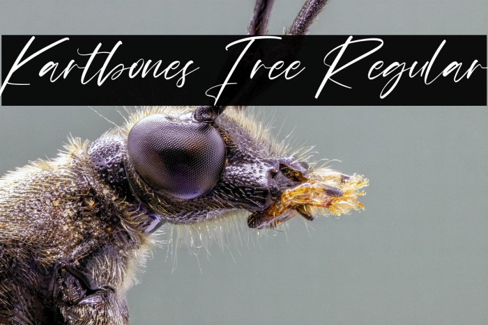 Kartbones Free Regular Example 2