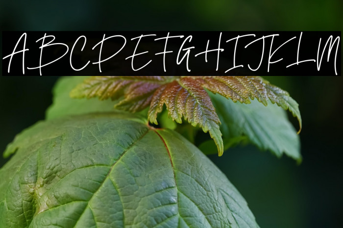 Kastangel Demo Example 2