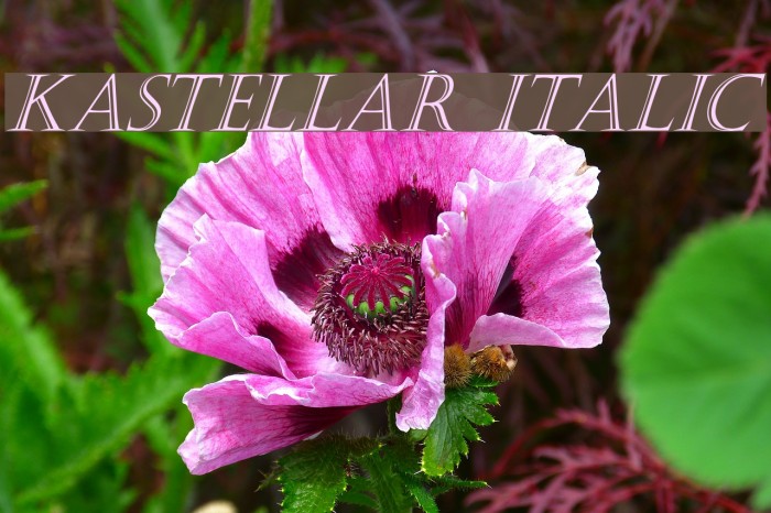 Kastellar Italic Font examples
