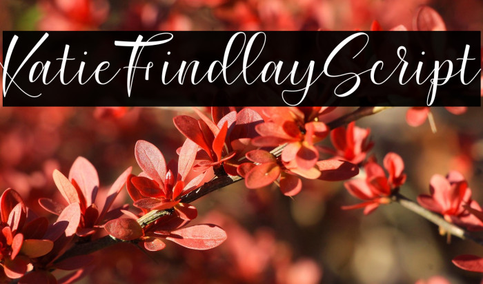 KatieFindlayScript Example 2