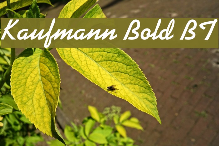 Kaufmann Bold BT Example 3