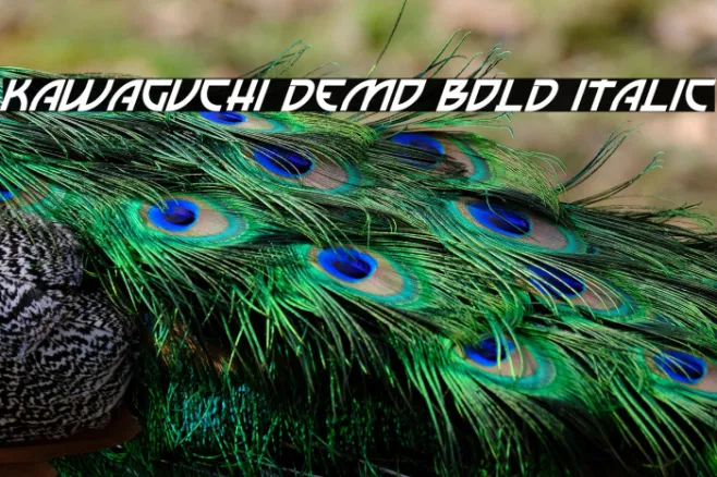 Kawaguchi Demo Bold Italic Example 2