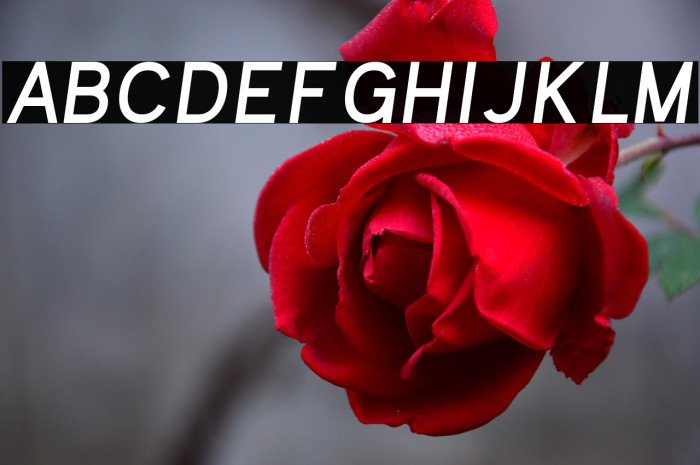 Kayak Sans Bold Italic Example 2