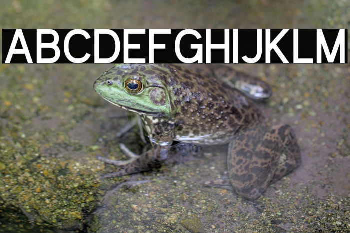 Kayak Sans Bold Example 2