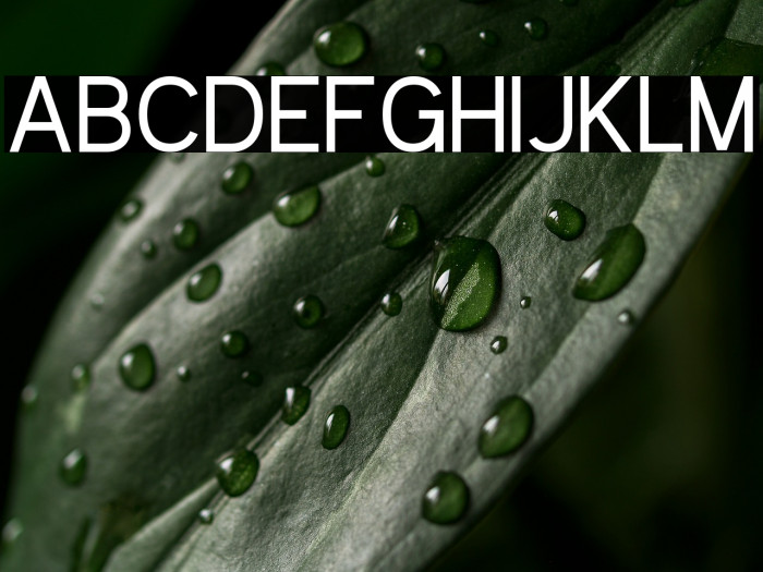 Kayak Sans Example 1