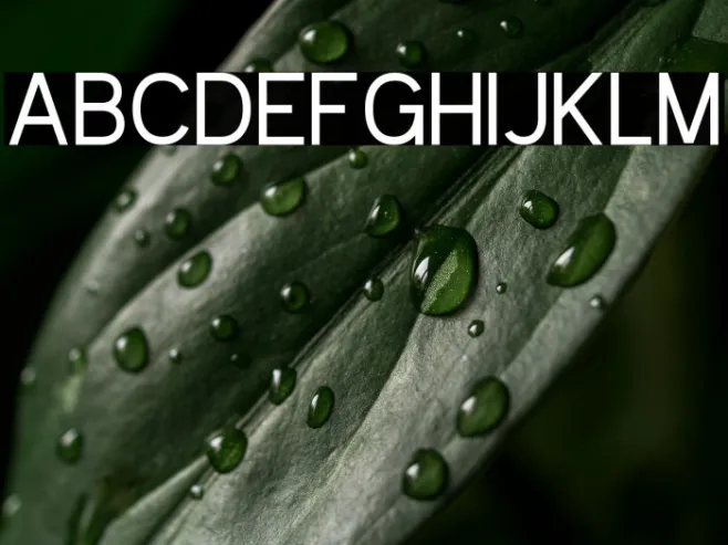 Kayak Sans Example 1