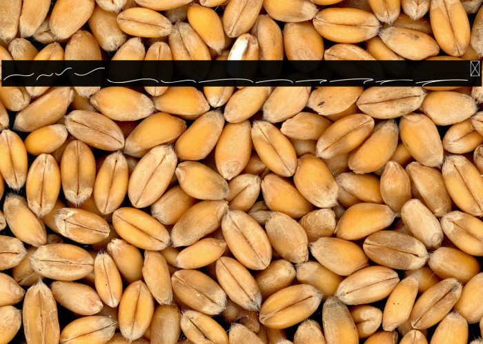 Kaylari Swashes Example 2