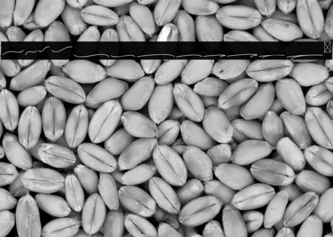 Kaylari Swashes Font examples