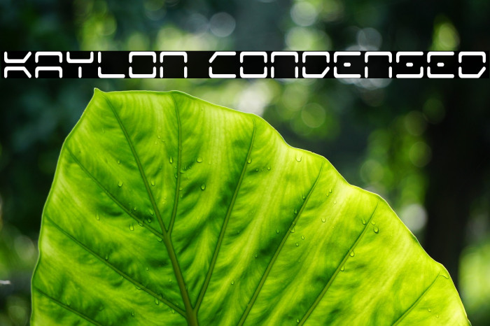 Kaylon Condensed Example 3