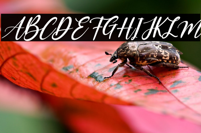 Kayonna Italic Example 3