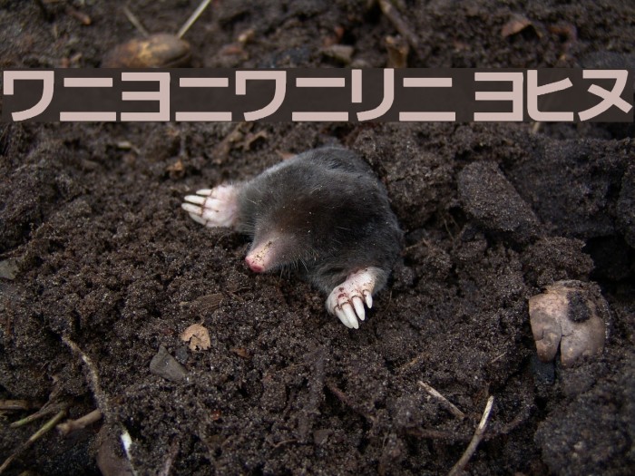 katakana tfb Example 2