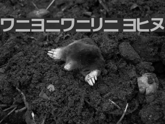 katakana tfb Font examples