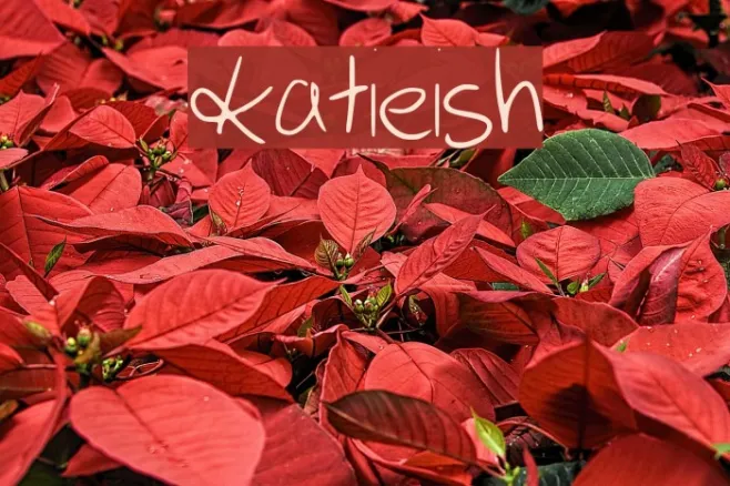 katieish Example 3