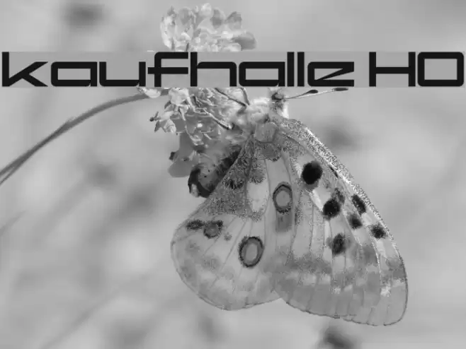 kaufhalle HO Font examples