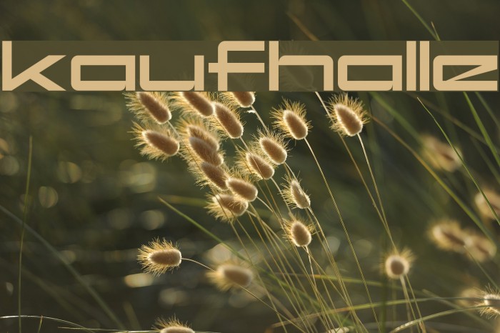 kaufhalle Font examples
