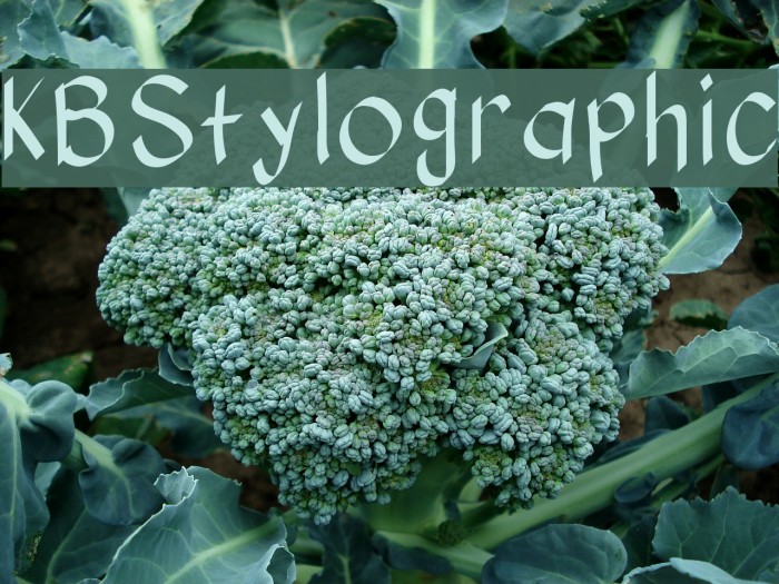 KBStylographic Шрифта examples