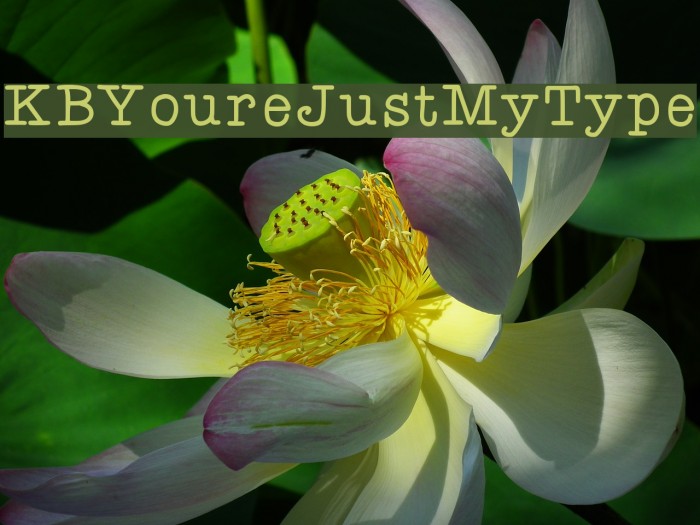 KBYoureJustMyType Font examples