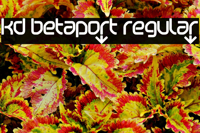 KD Betaport Regular Example 2