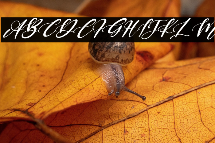 Keffie Austina Italic Example 1