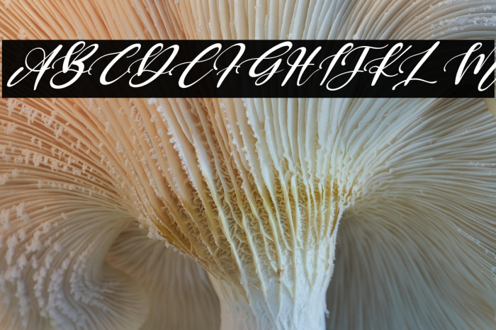 Keffie Austina Italic Example 2