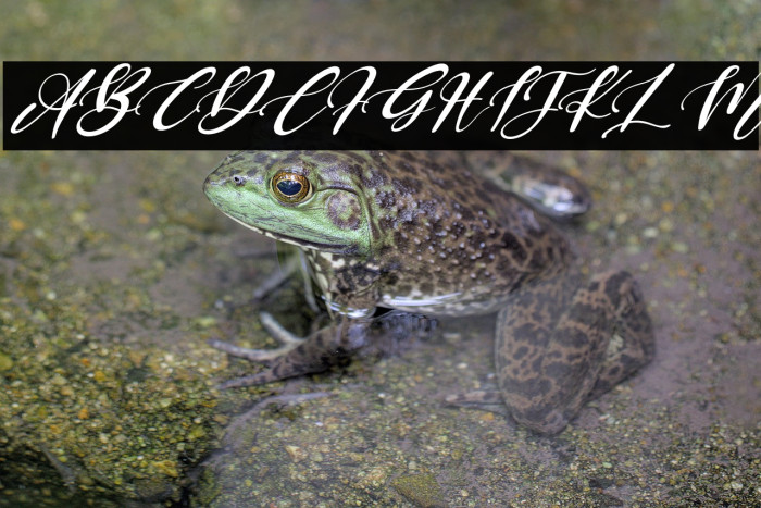 Keffie Austina Italic Example 3