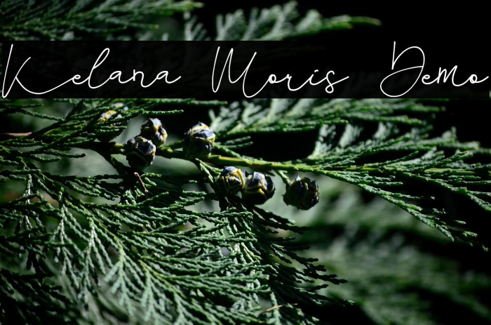 Kelana Moris Demo Example 2