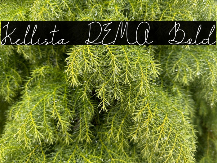 Kellista DEMO Bold Example 1