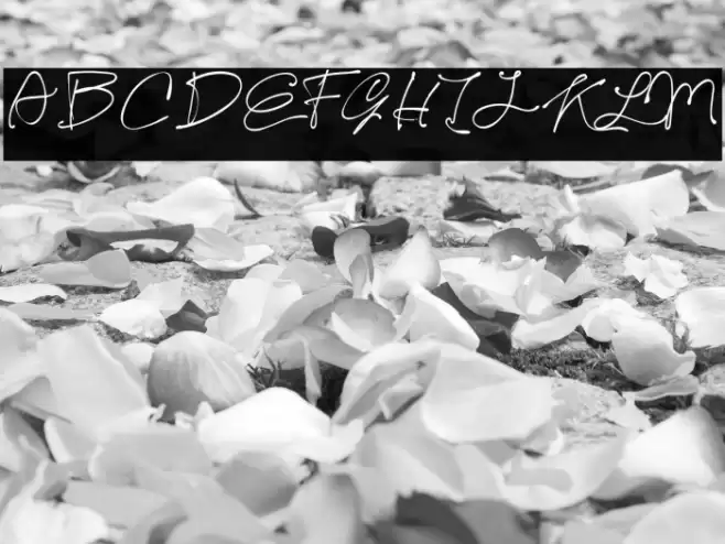 Kelly Signature Font examples