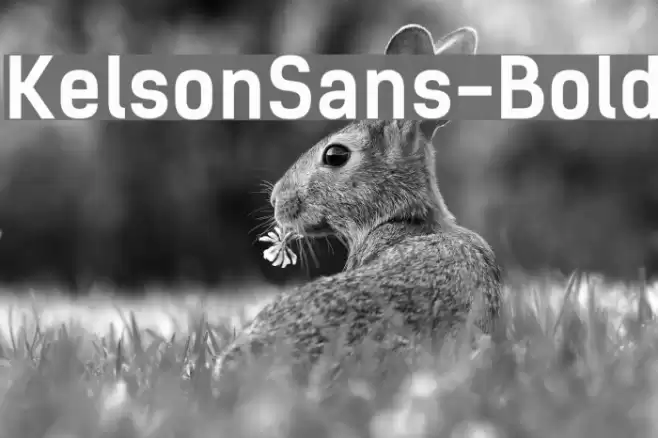 KelsonSans-Bold Font examples
