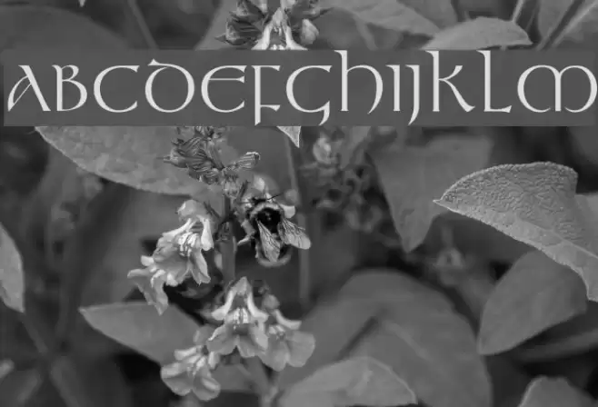 Kelt Normal Font examples