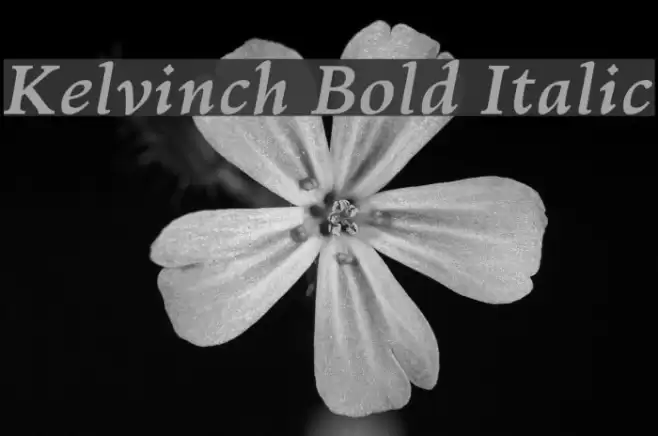 Kelvinch Bold Italic Font examples