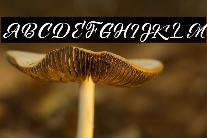 Kenshington Example 2