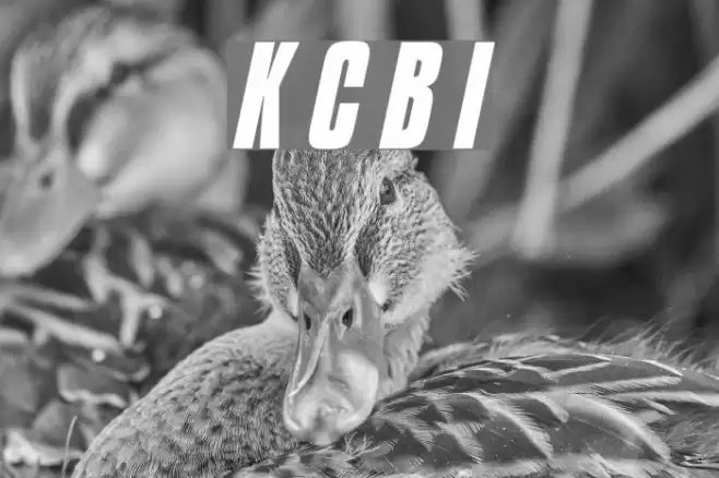 Kenyan Coffee Bold Italic Font examples